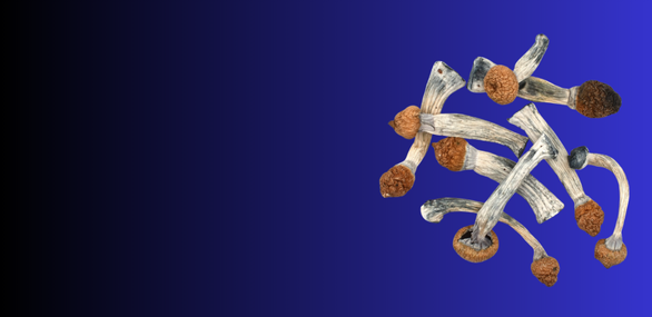 Buy magic mushrooms online Dry/Dried Mushrooms Psilocybe Cubensis