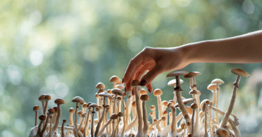 How to Take Magic Mushrooms