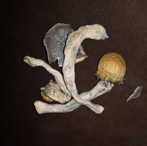 Magic Mushrooms Side Effects