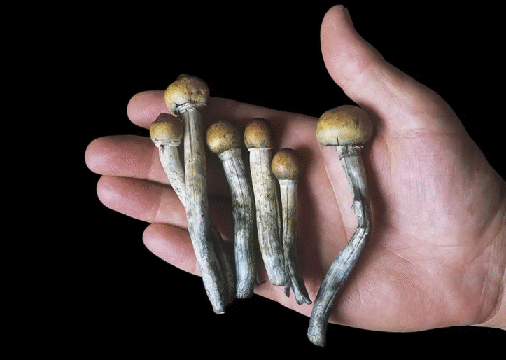 Magic Mushrooms Side Effects